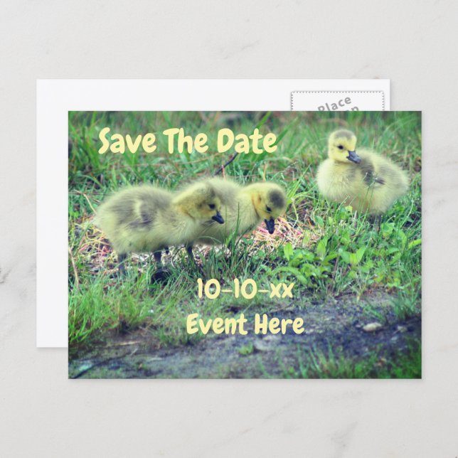 Save The Date Canada Geese Babies Nature  Announcement Postcard (Front/Back)