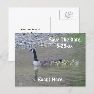 Save The Date Canada Geese Nature Announcement Postcard