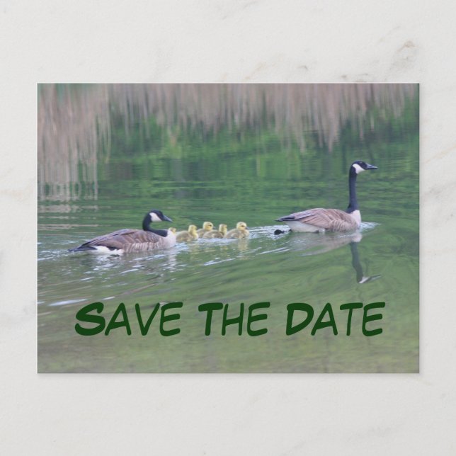 Save The Date Canada Geese Nature Postcard (Front)