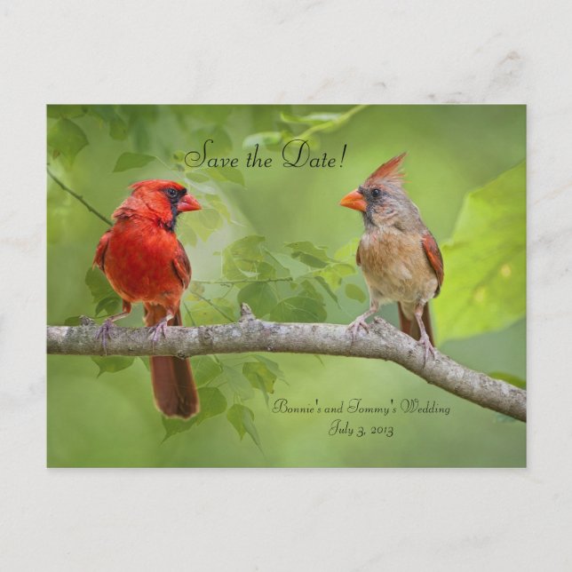 Save the Date! Cardinal Pair Announcement Postcard (Front)