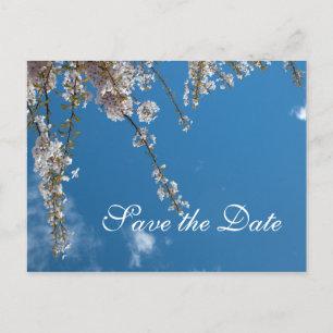 Save the date, cherry blossom branches in blue sky announcement postcard