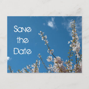 Save the date, cherry blossom in blue sky. announcement postcard