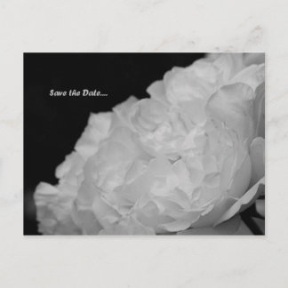 Save the Date Elegant White Rose Postcard