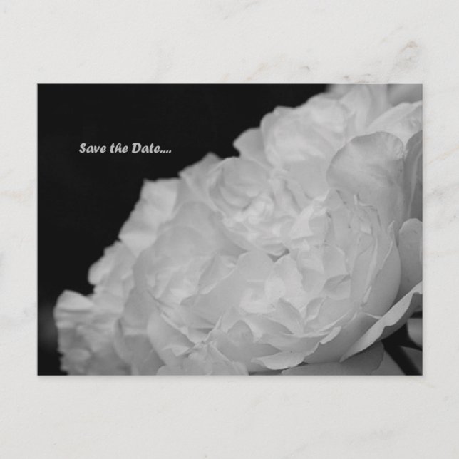 Save the Date Elegant White Rose Postcard (Front)