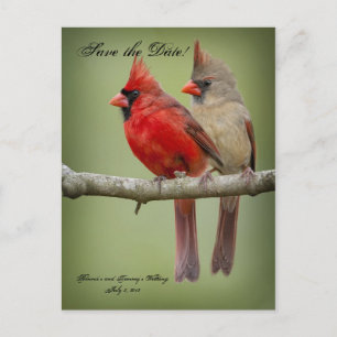 Save the Date for our Wedding/Cardinal Pair Announcement Postcard