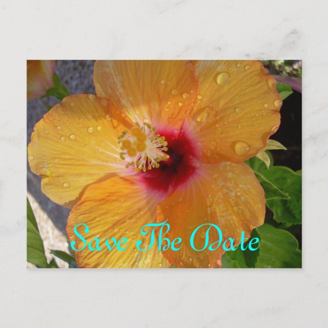 Save The Date Hibiscus Postcard (Front)