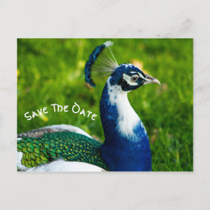 Save The Date Peacock Bird Postcard