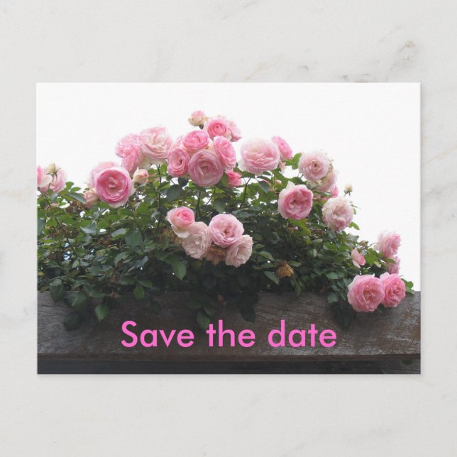 Save the date - pink roses announcement postcard (Front)
