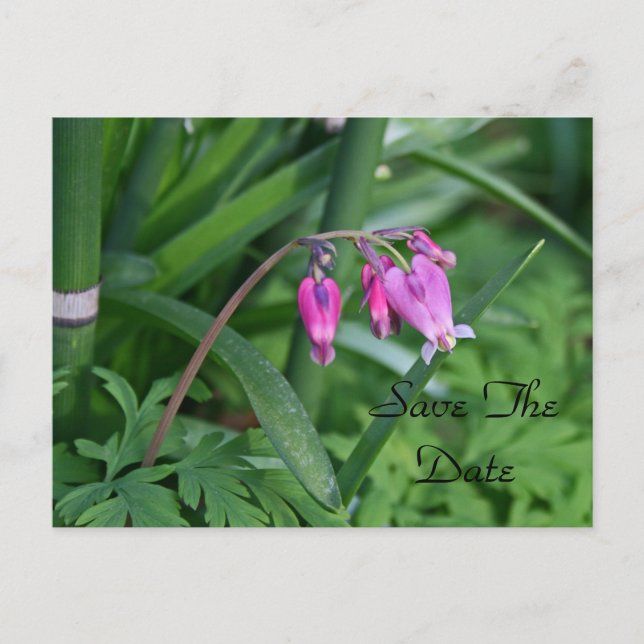 Save the Date Postcard (Front)