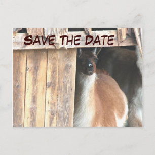Save The Date Pretty Llama Animal Photo Postcard
