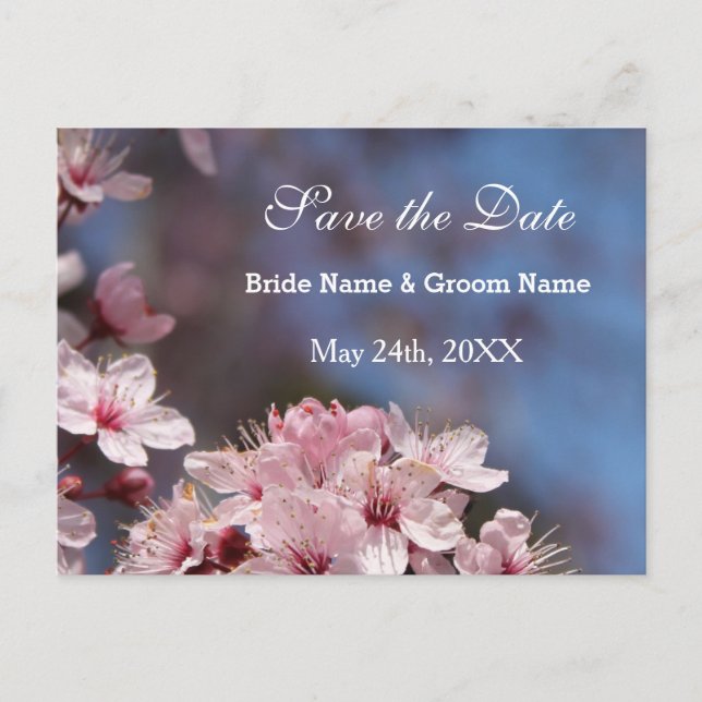 save the date, pretty spring pink cherry flowers announcement postcard (Front)