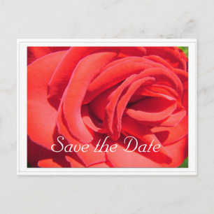 save the date, red rose flower announcement postcard
