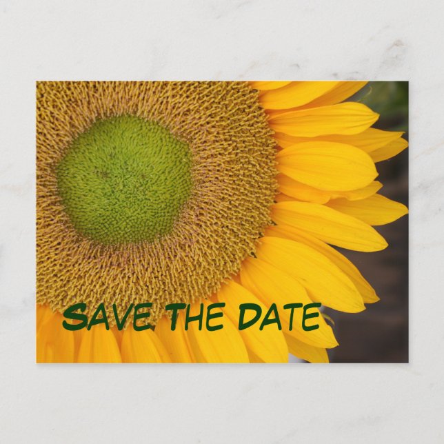 Save The Date Sunflower Photography Postcard (Front)