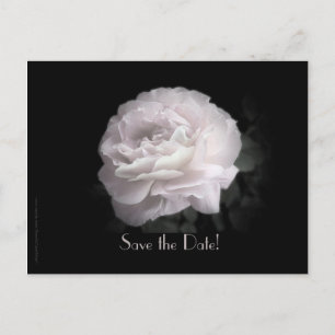 Save the Date Vow Renewal Ceremony Pale Pink Rose Announcement Postcard
