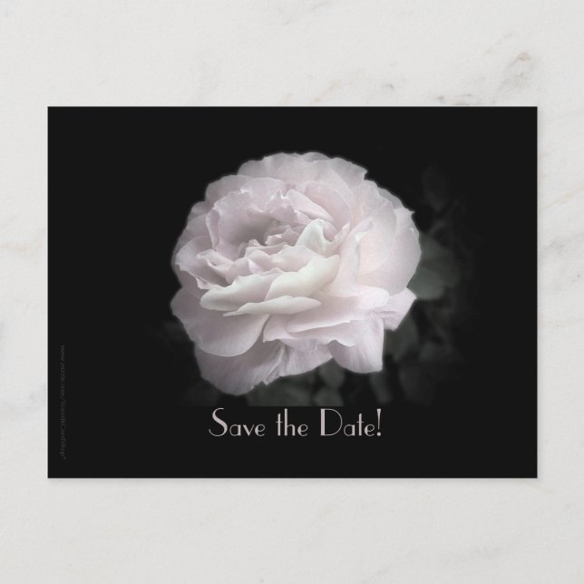 Save the Date Vow Renewal Ceremony Pale Pink Rose Announcement Postcard (Front)
