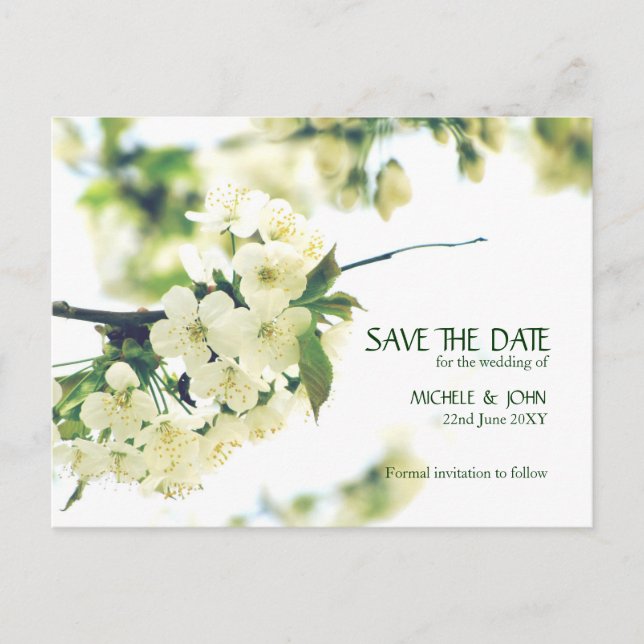 Save The Date White Cherry Blossom Postcard (Front)
