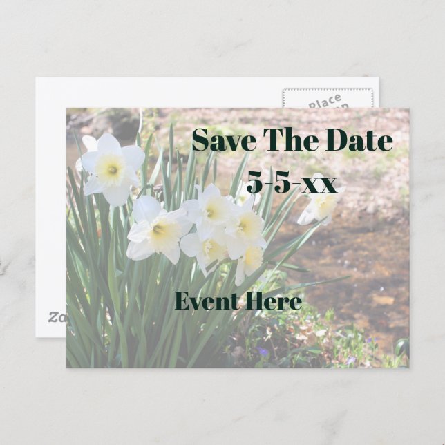 Save The Date White Daffodil Flowers Announcement Postcard (Front/Back)