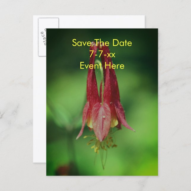 Save The Date Wild Columbine Flower  Announcement Postcard (Front/Back)