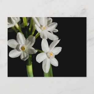 Save The Dates Postcards