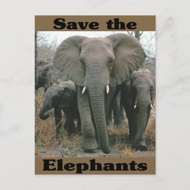 Save the Elephants Postcard (Front)