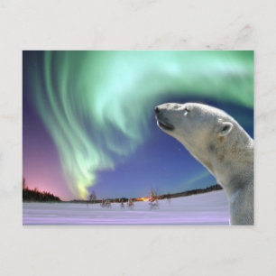 Save the Endangered Polar Bears for Christmas Holiday Postcard