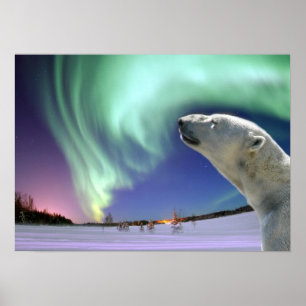 Save the Endangered Polar Bears Poster