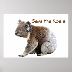 Save the Koala Poster