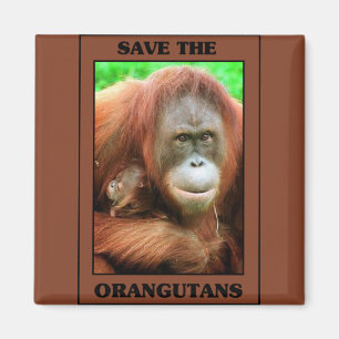 Save the Orangutans Magnet