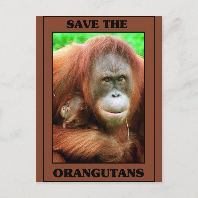 Save the Orangutans Postcard (Front)