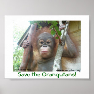Save the Orangutans Poster