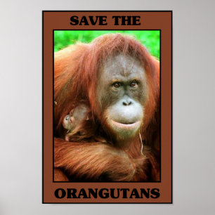 Save the Orangutans Poster
