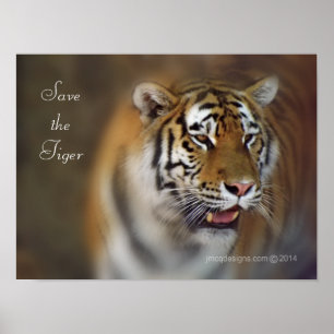Save the Tiger Amur Siberian Tiger Poster