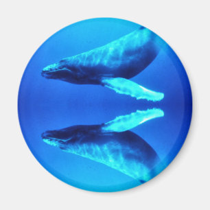 Save the Whales Magnet