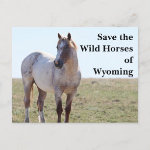Save the Wild Horses of Wyoming Postcard