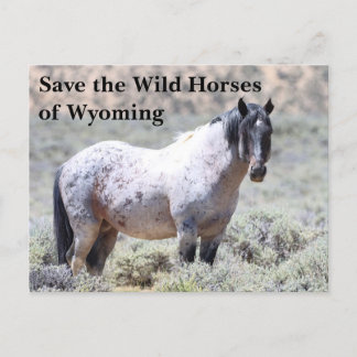 Save the Wild Horses of Wyoming Postcard