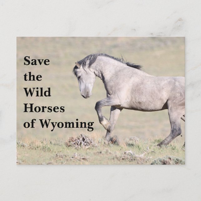 Save the Wild Horses of Wyoming Postcard (Front)