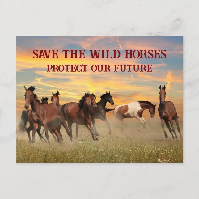 Save The Wild Horses Postcard (Front)