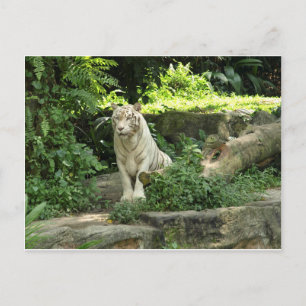 Save the Wild White Tiger Postcard