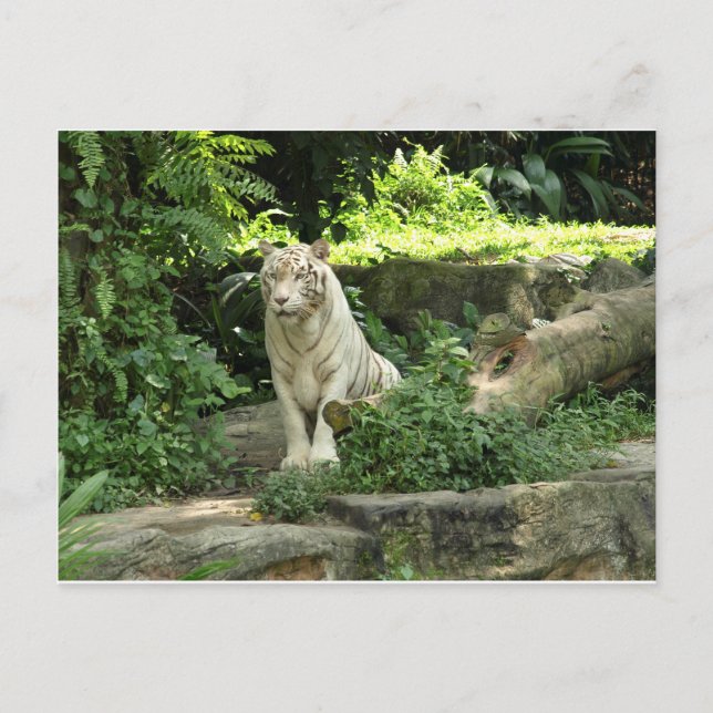 Save the Wild White Tiger Postcard (Front)