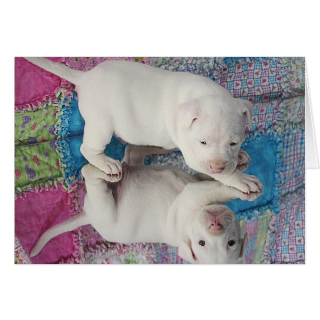 Saved 4 Week Old Puppy (Front Horizontal)