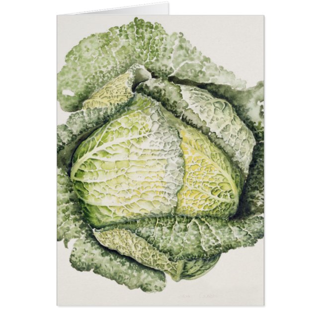 Savoy Cabbage (Front)