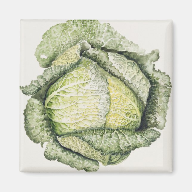 Savoy Cabbage Magnet (Front)
