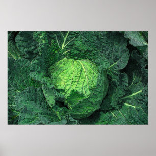 Savoy Cabbage Poster