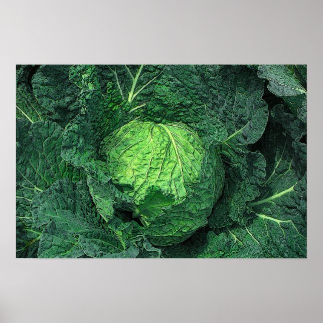 Savoy Cabbage Poster (Front)