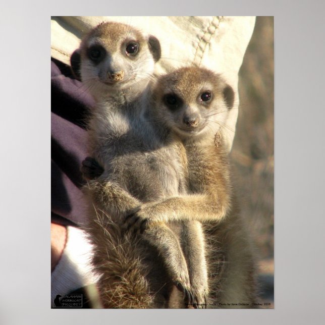 Savuka hugging Oriole - Poster (Front)