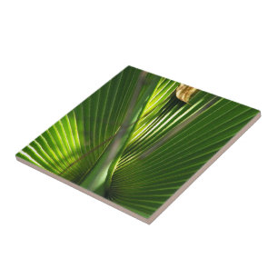Saw Palmetto Photo Closeup Ceramic Tile
