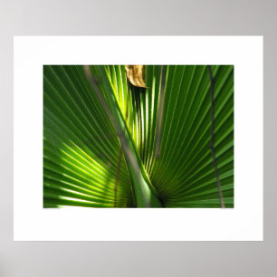 Saw Palmetto Photo Closeup Poster