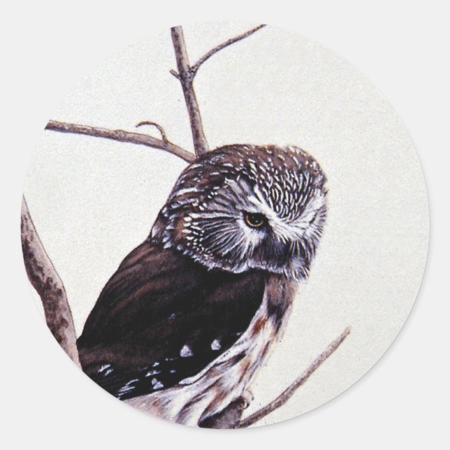 Saw-whet owl classic round sticker (Front)