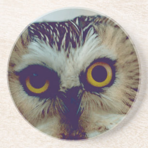 Saw-whet owl coaster