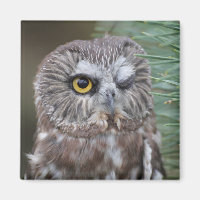 Saw-whet Owl